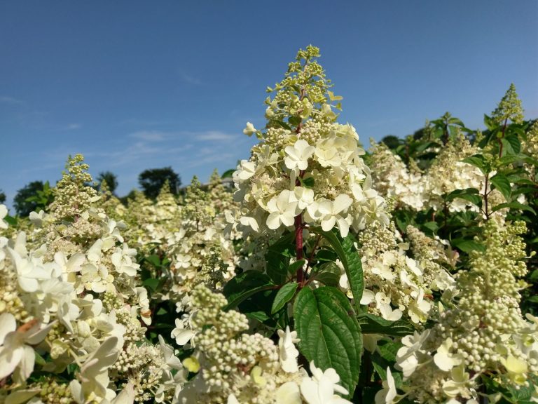 Hortensien (2)