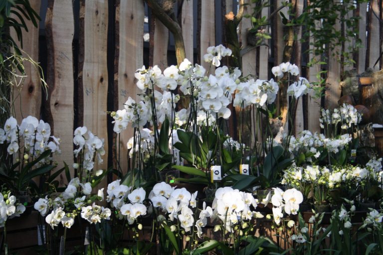 Orchideenmarkt (1)