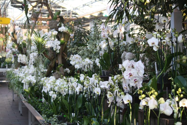 Orchideenmarkt (2)