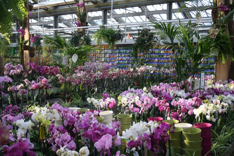 Orchideenmarkt (3)