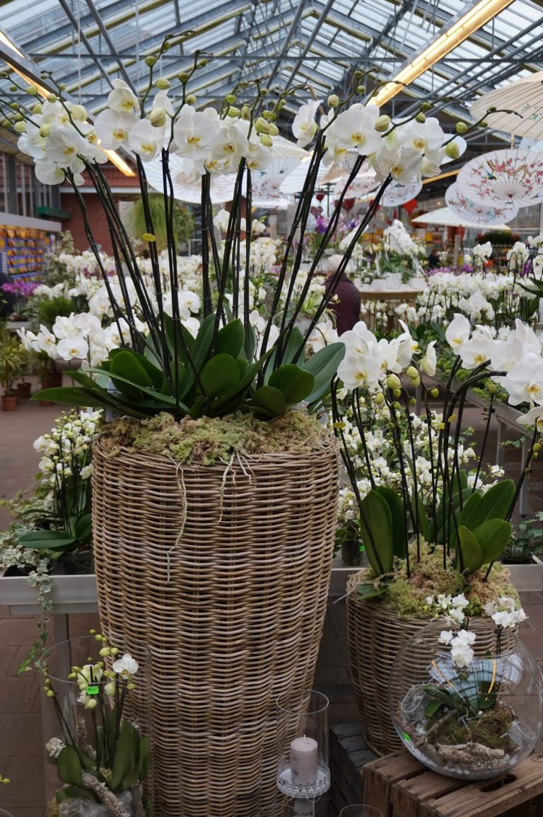 Orchideenmarkt (7)