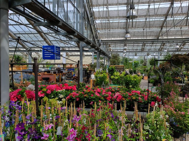 Rosen Hortensien (2)