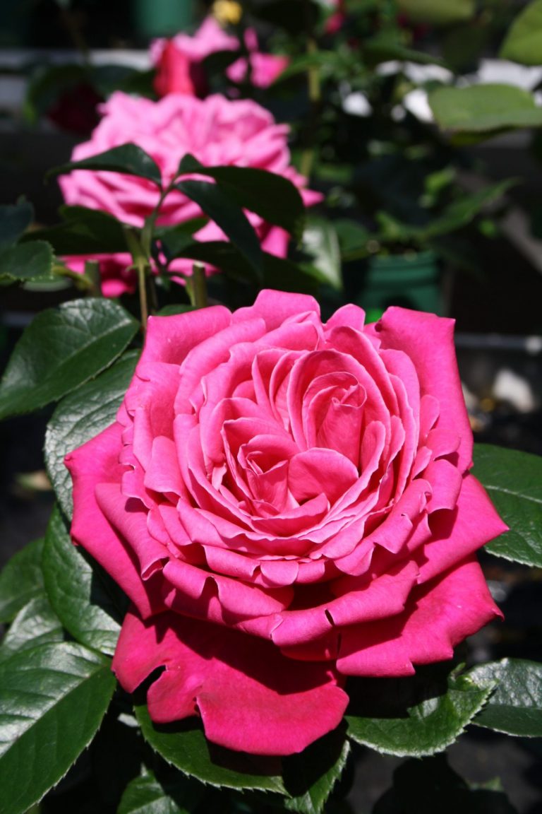 Rosen Senteuer Royal (1)