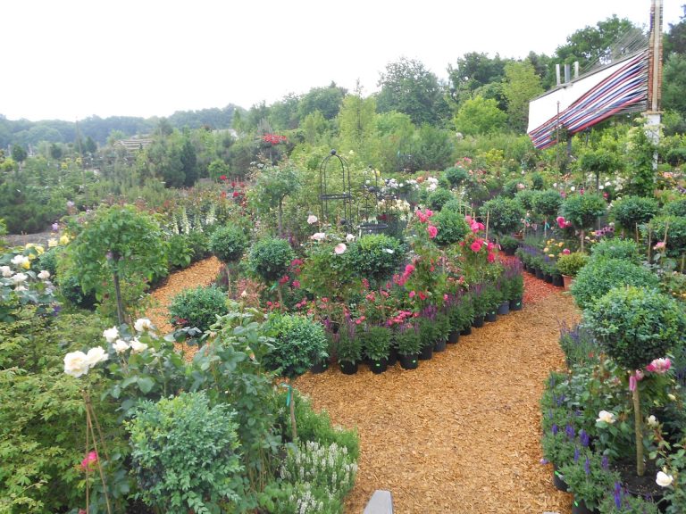 Rosen hortensien (1)