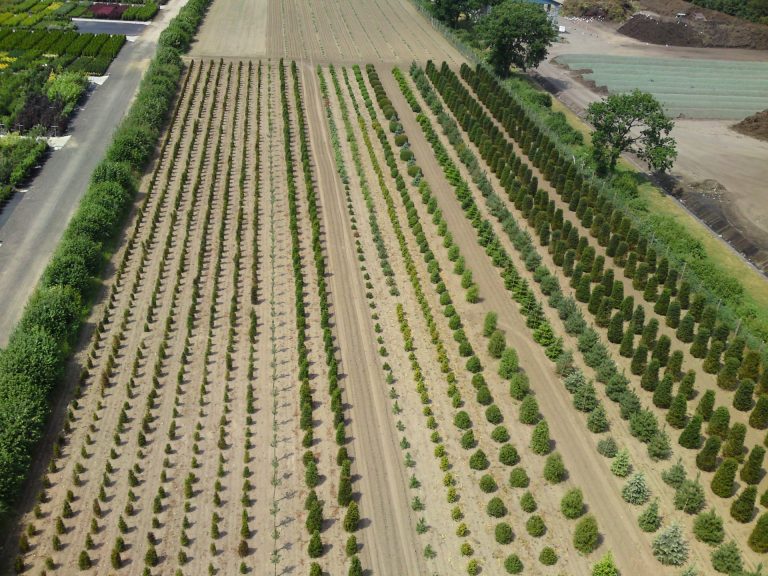 Sortiment Heckenpflanzen (2)