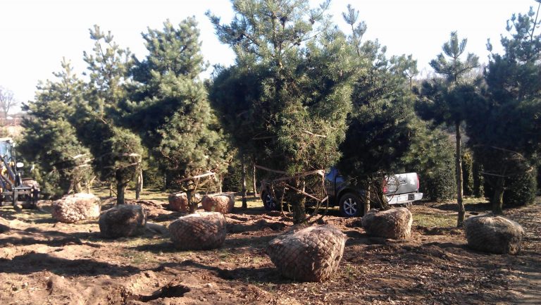 Sortimet Bäume und Sträucher (2)