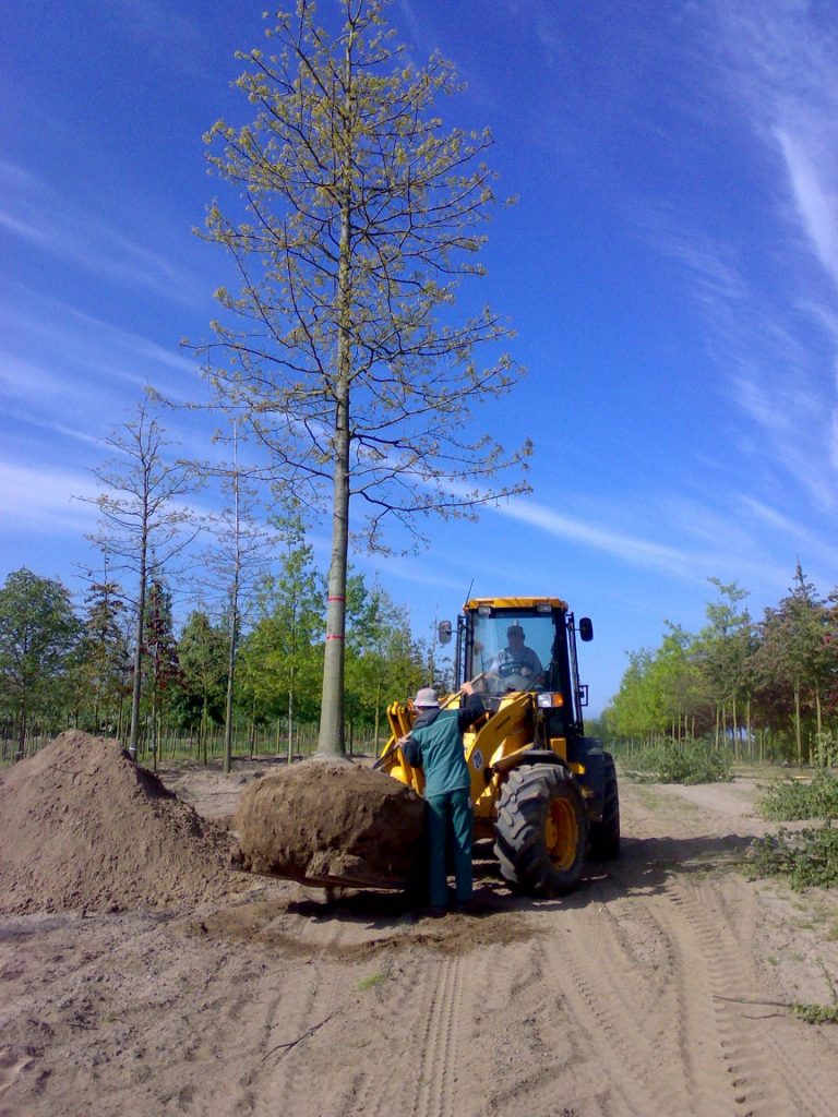Sortimet Bäume und Sträucher (4)