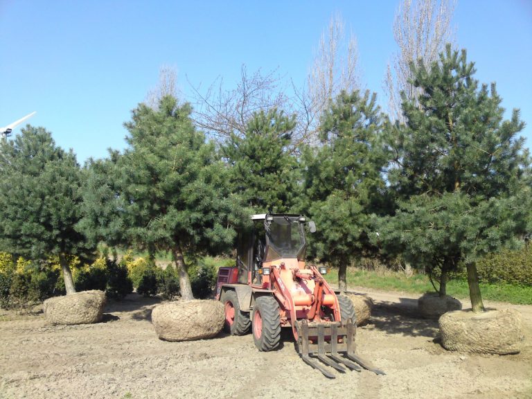 Sortimet Bäume und Sträucher