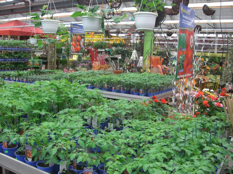 Tomatengeschmacksprobe