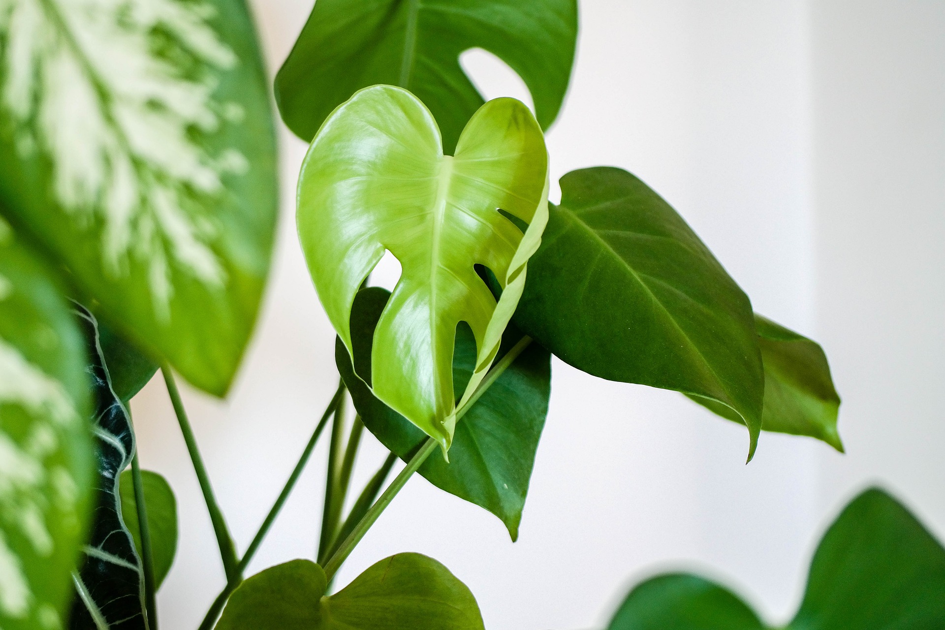43+ Zimmerpflanzen Namen Und Bilder, In der blumenliste erhalten sie